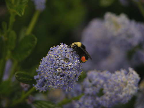 Bombus caliginosus